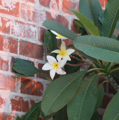 [Three flowers with five white petals with a dusting of yellow at the center. The flowers and long leaves extend from the branches of the tree and touch the brick side wall of the house.]